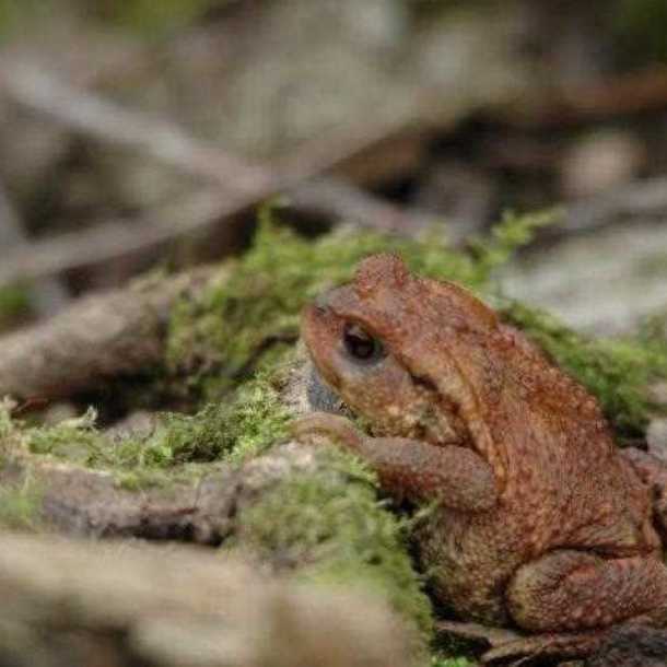 Fréquence grenouille